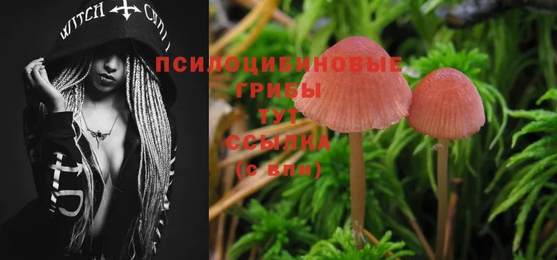 Галлюциногенные грибы Psilocybine cubensis  гидра как войти  Николаевск  где можно купить наркотик 